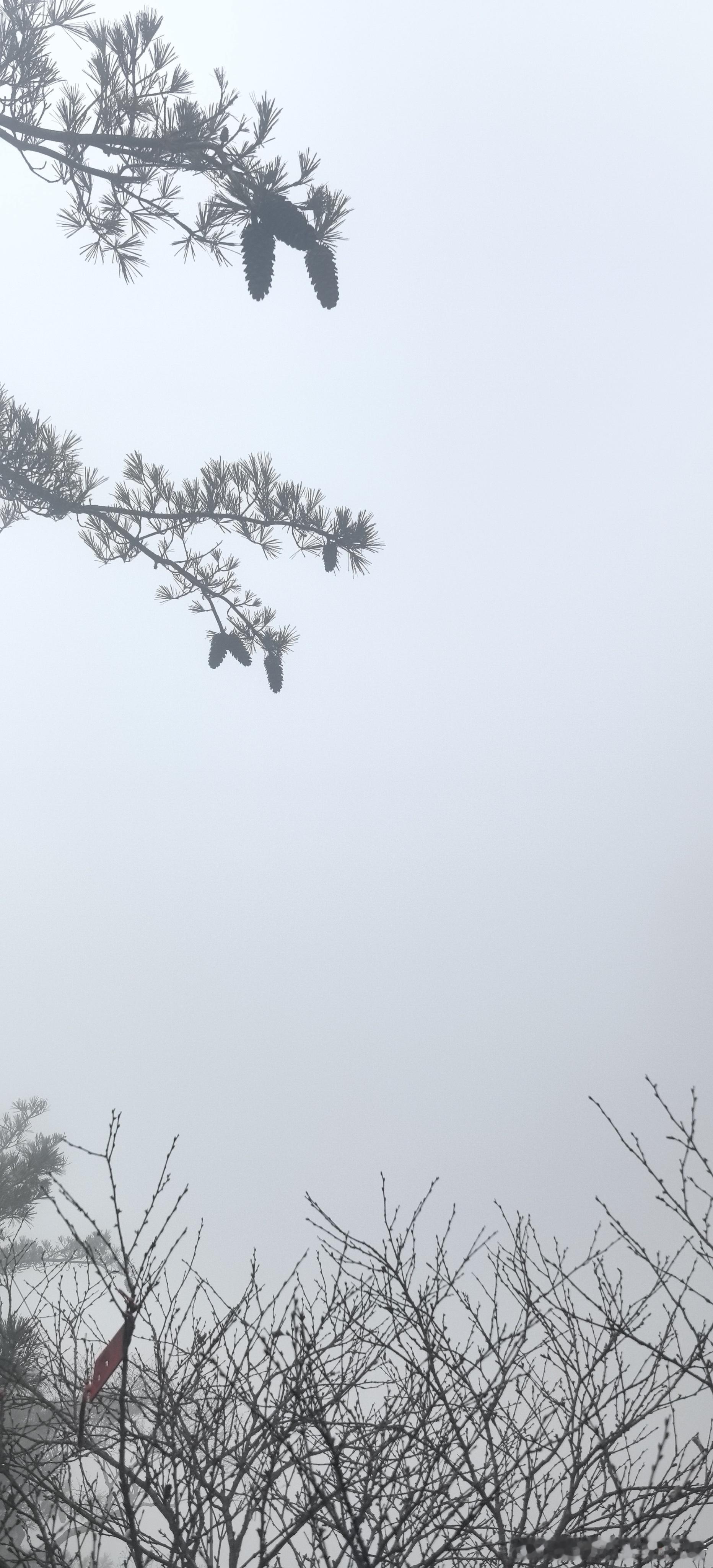 只有结到松鼠都不敢上的地方，才会有如此丰硕的果实。 