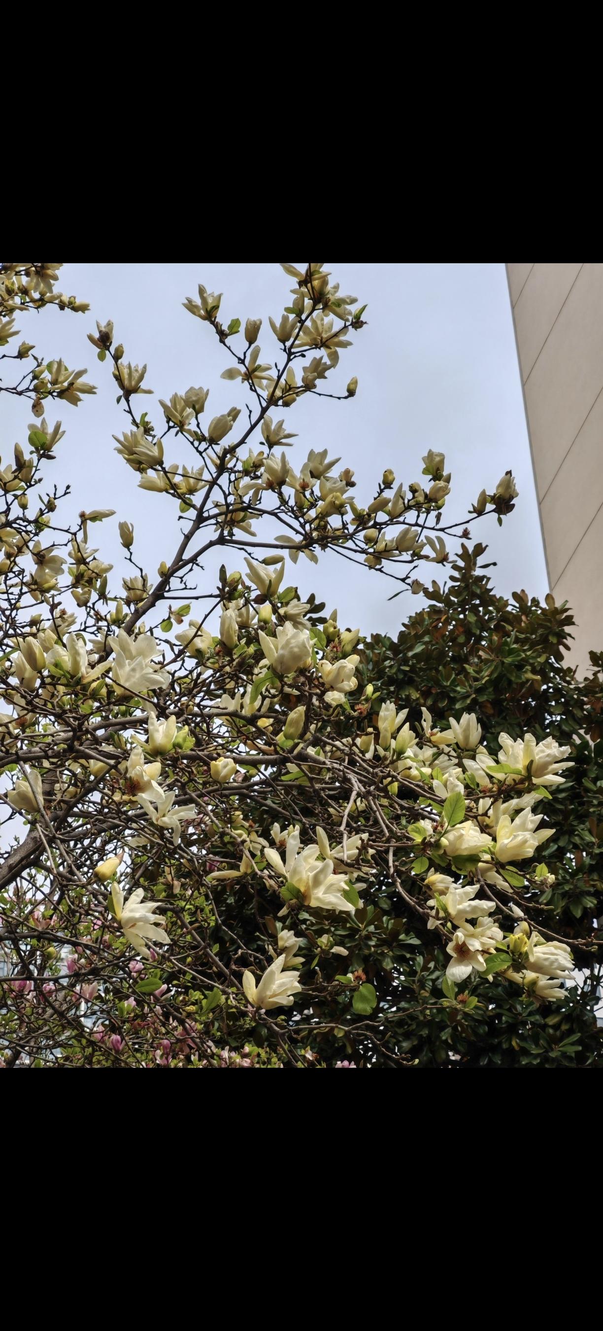 小区的玉兰花开了，首先被吸引的，竟然是三岁的孙女。
她从车窗向外看着，就喊着：花