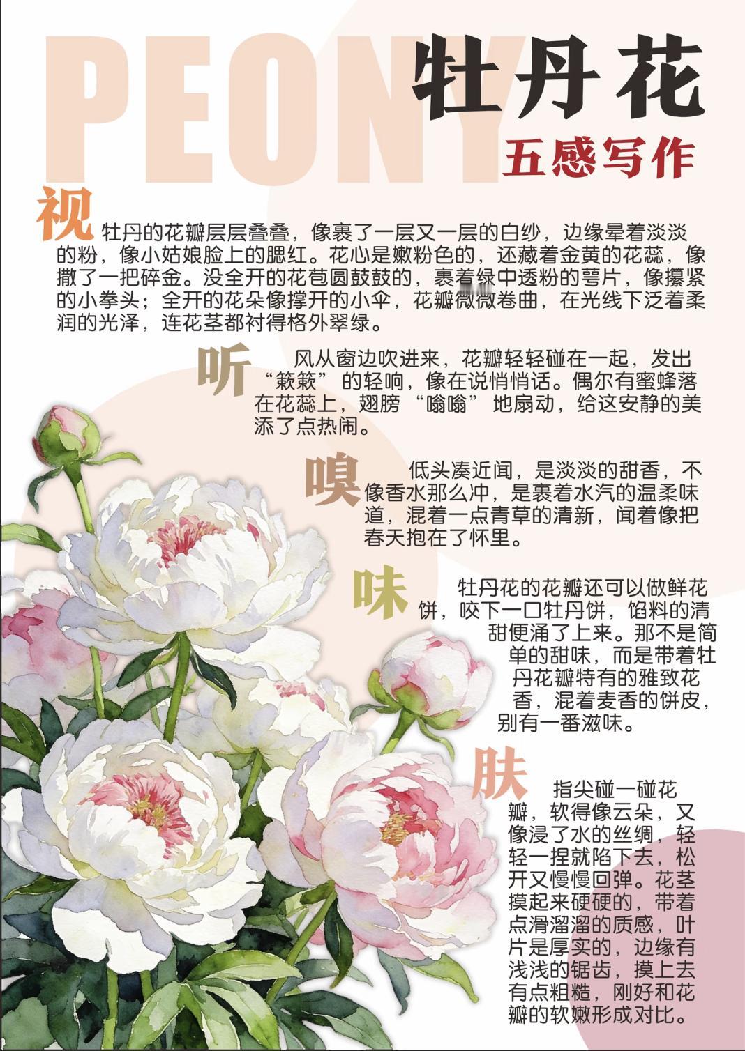 谷雨三朝看牡丹，今日谷雨，牡丹花开正艳，绛紫的、鹅黄的、粉白的，把整个暮春开成了