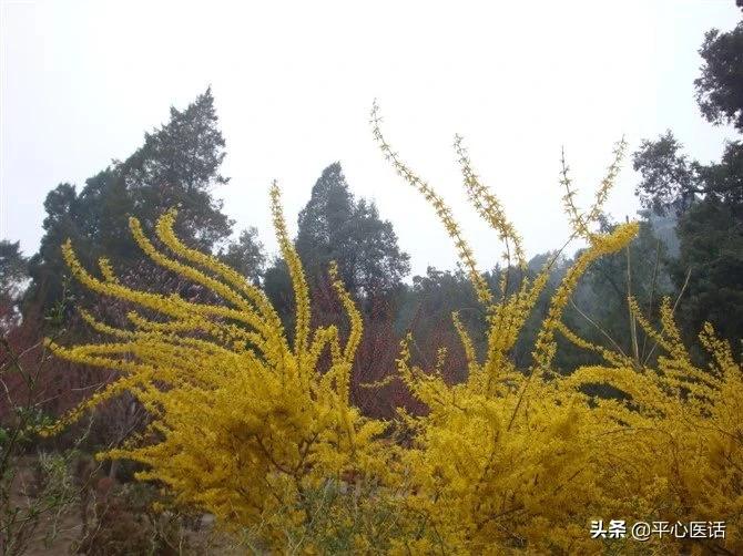 ｜中药小识：春日一抹黄—姐妹花
连翘花和迎春花，花容相似。区别有很多，最直观的、