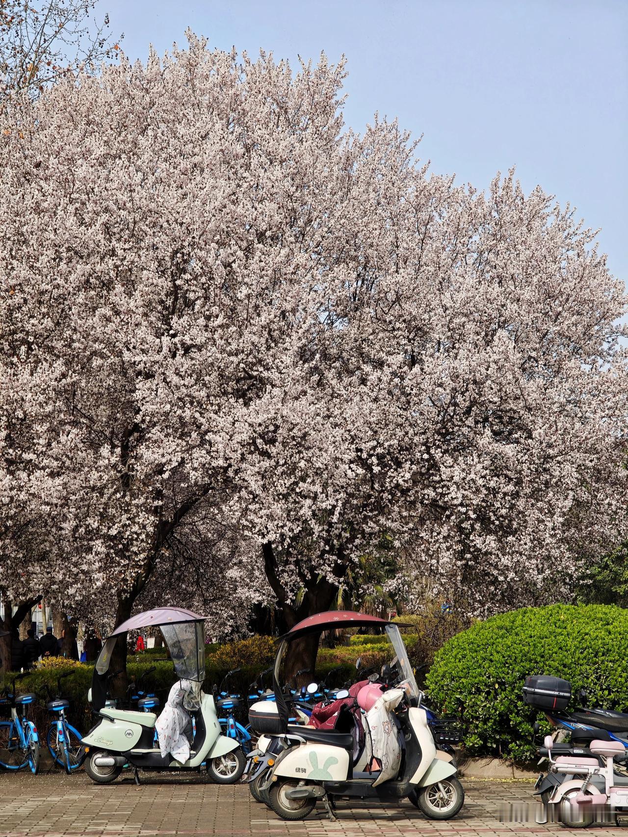 宝鸡渭滨区石鼓镇宝光路宝光厂南门盛开的紫叶李好看