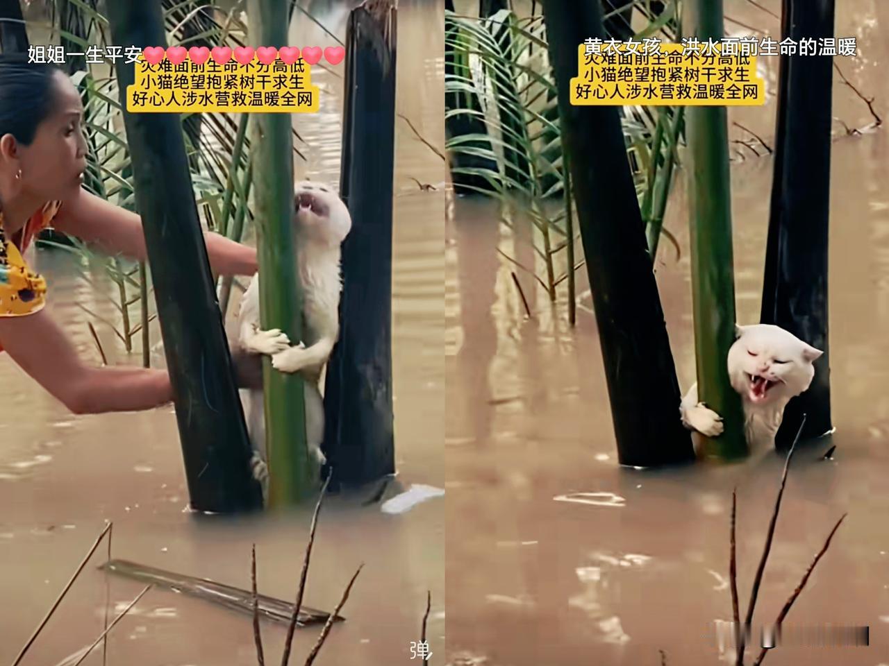 洪水中，一只小猫抱紧枝杆绝望地叫着求生，一个好心的大姐涉水前去营救小猫…

这个