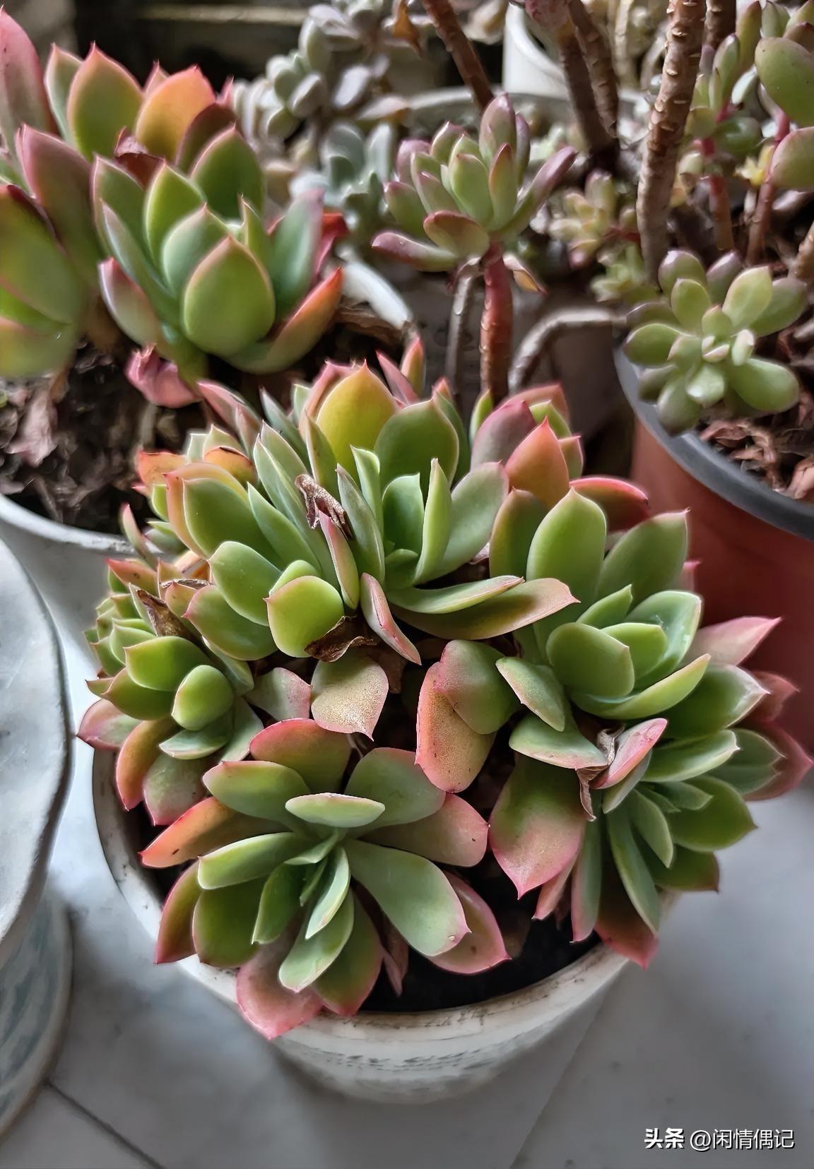 杨绛先生说：“砸了别人的锅，自己也不一定能吃饱，吹灭了别人的灯，也未必能照亮你自