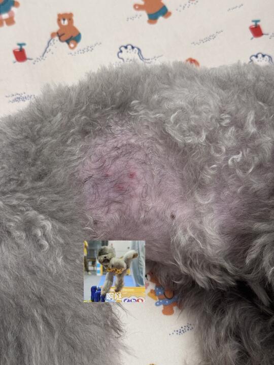 深宠展瑞派做b超剃伤