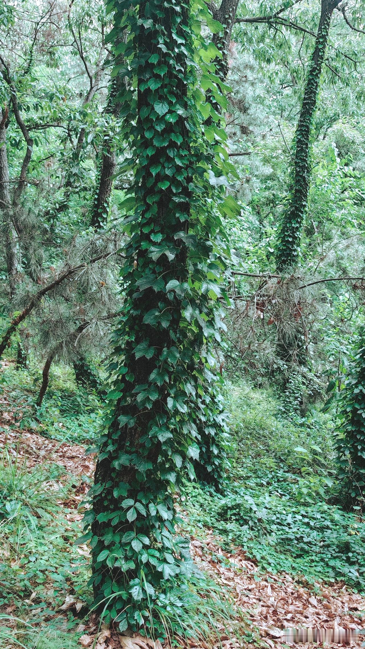 峰山森林公园里，爬山虎那一寸寸的缠绕，像温柔的手指，执着地探寻着松树每一道岁月的