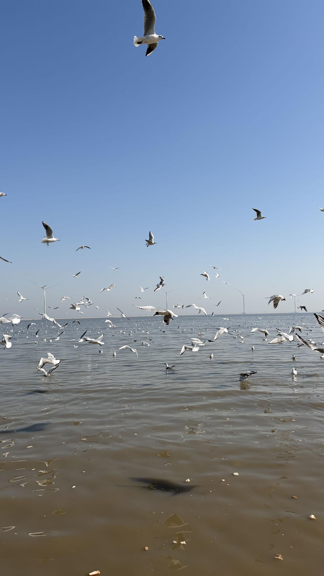 昨天又来到滨海新区的东疆湾看海鸥，它们空中盘旋接食的样子太可爱了，带的十几包面包