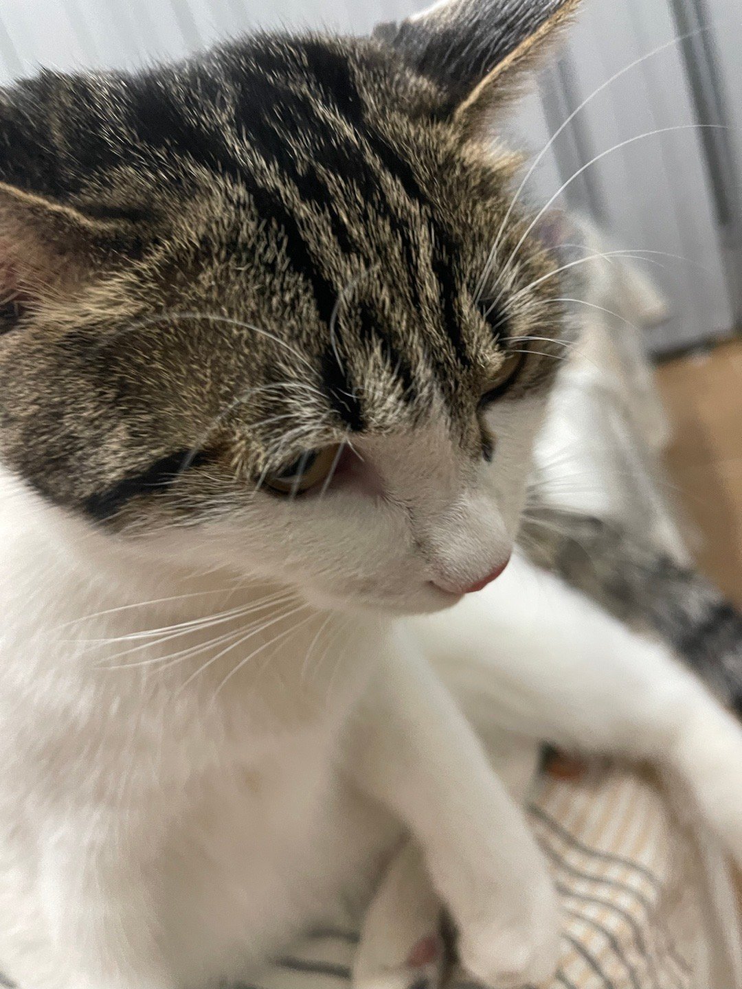 我的花园我的猫喵星人日常吸猫  一周不见，十分想念，你好呀，我的蛋妞。 