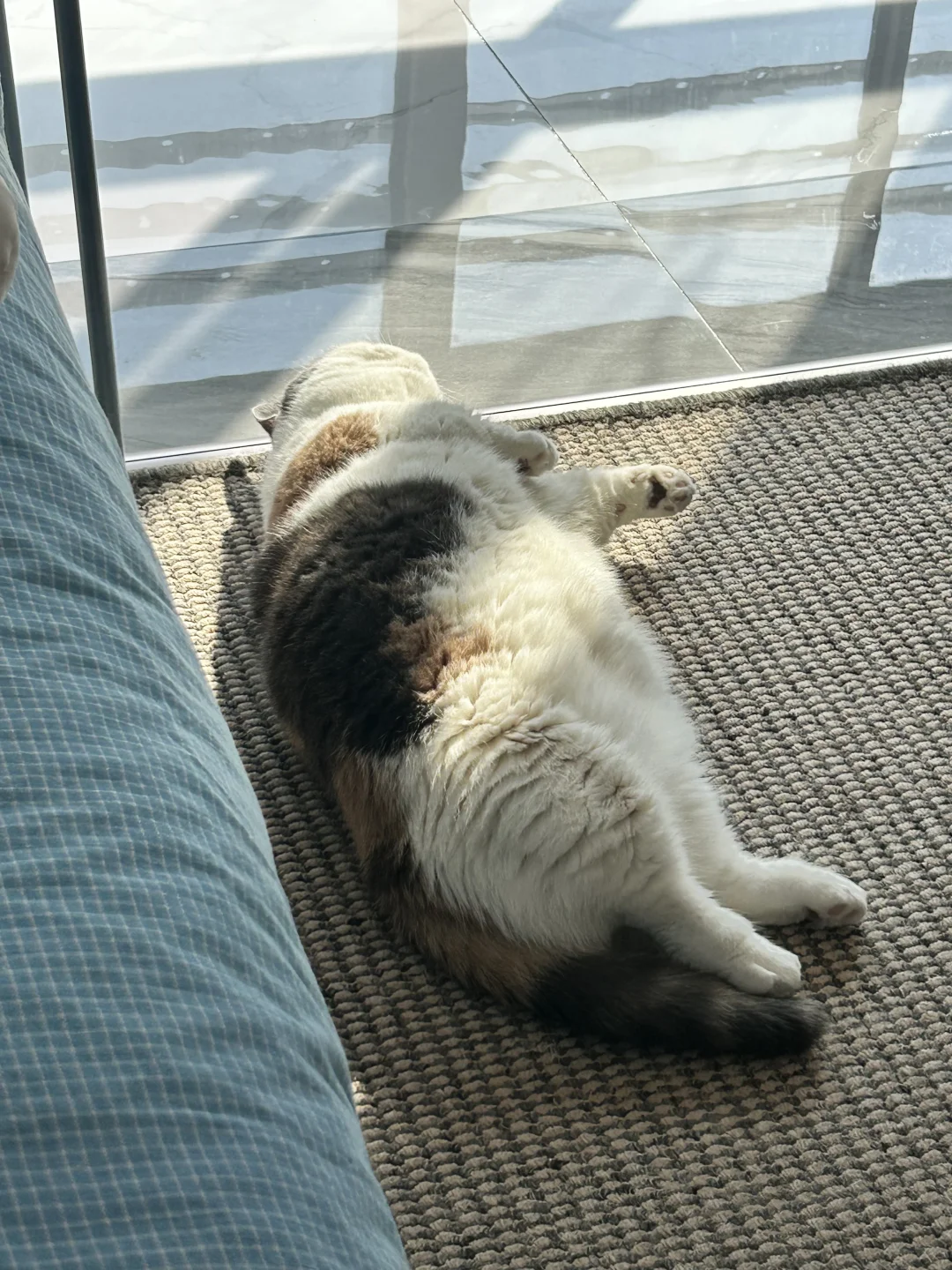 胖猪猪的美好下午时光🌞