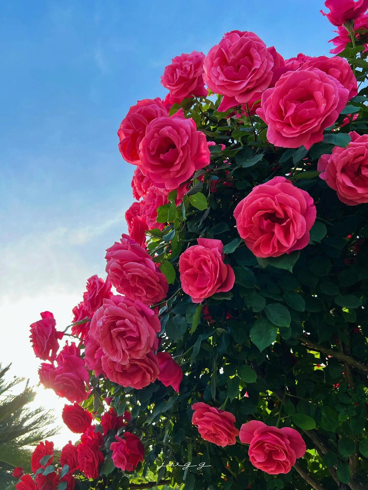 如果说丛生的月季是热闹的锦簇，那树月季便是挺立的诗行。

你看那一株株树月季，修