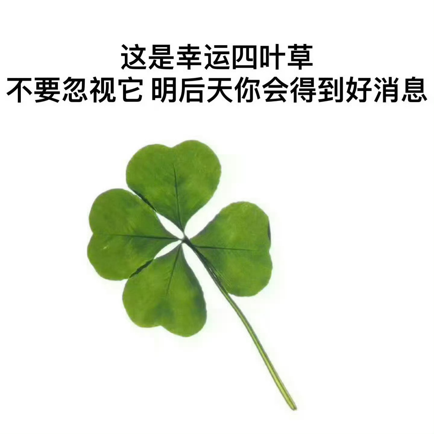 幸运四叶草🍀很灵 但是你要接！！ ​ ​​​