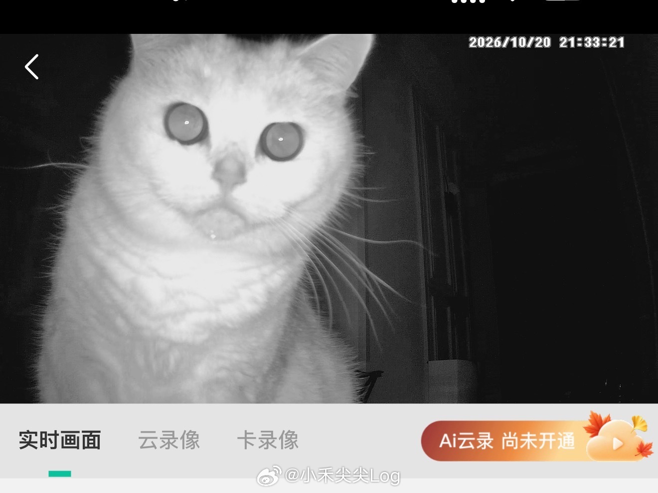 当妈的心碎了..几次打开监控看到的都是小猫坐在门口等我回家的身影忙完想请假陪小猫