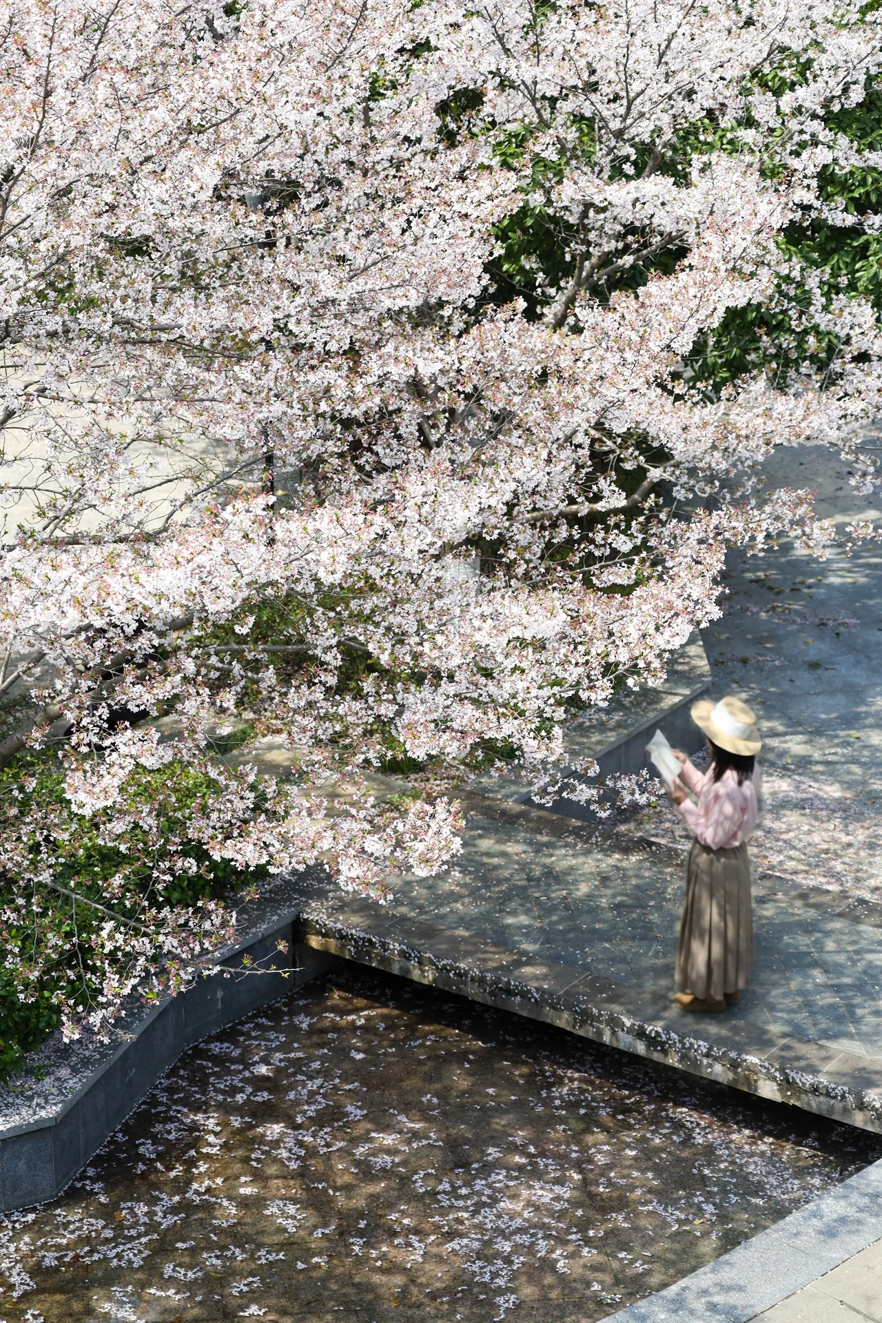 不是日漫❗️武汉这个无人樱花公园太绝了