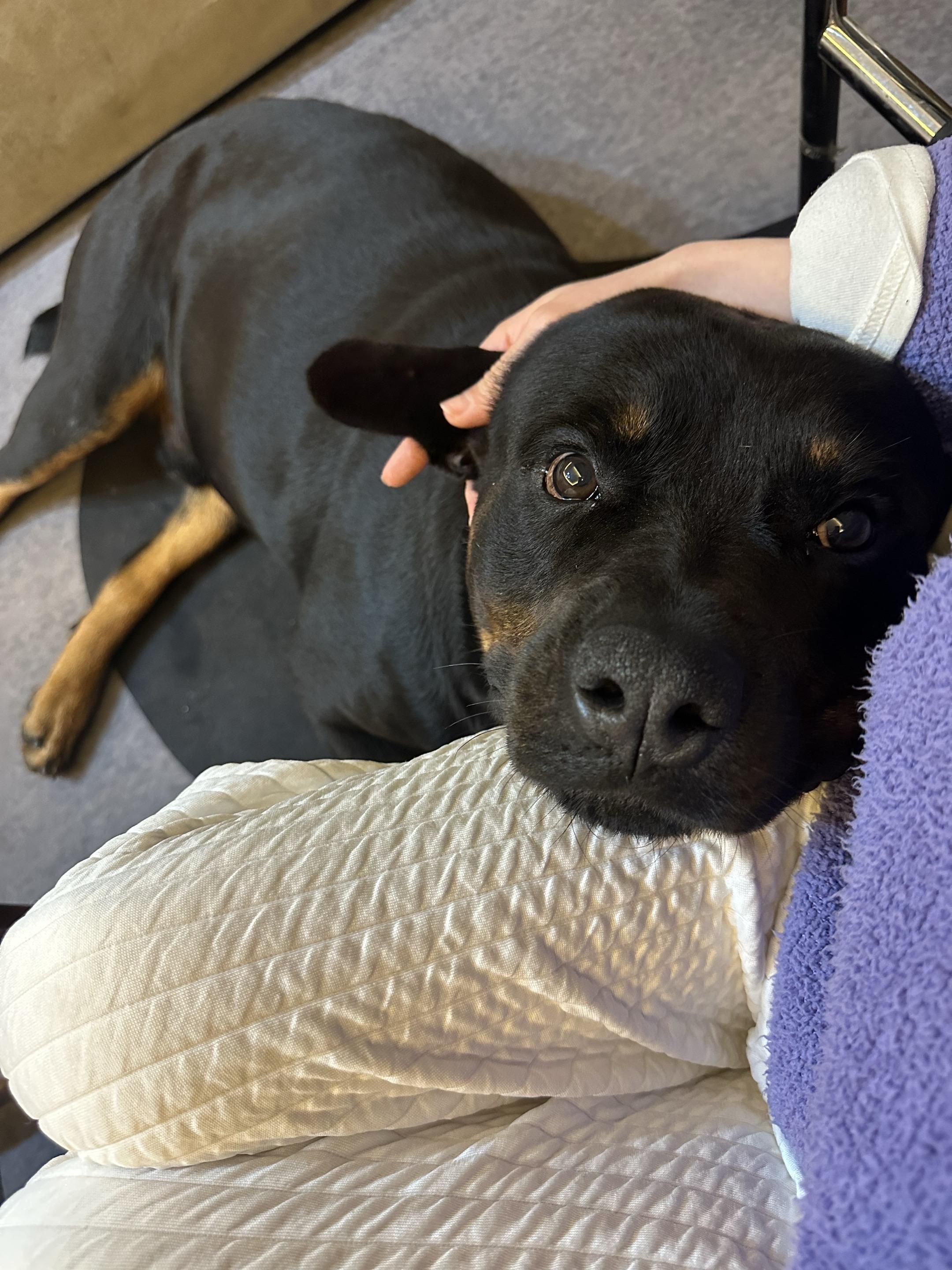 有它陪着的日子 千金不换