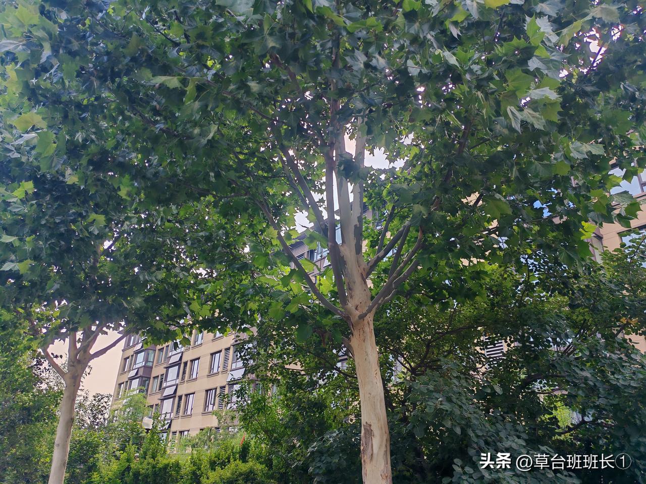 济南买房记。现在买房就是买卖双方的博弈。看了不少抖音，小红书，头条，几乎所有的中