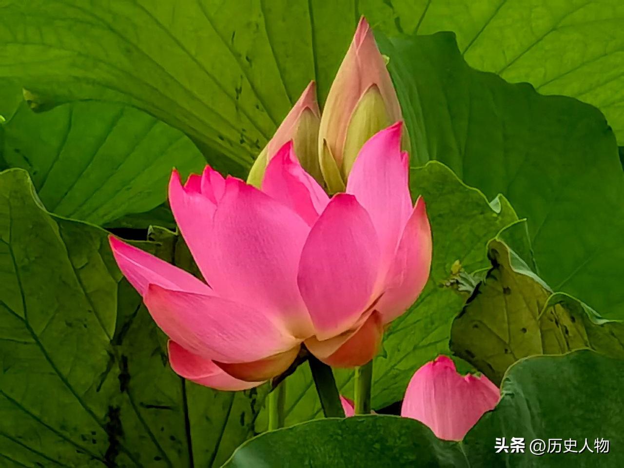 粉嫩荷花开满池，夏日清凉自然美。