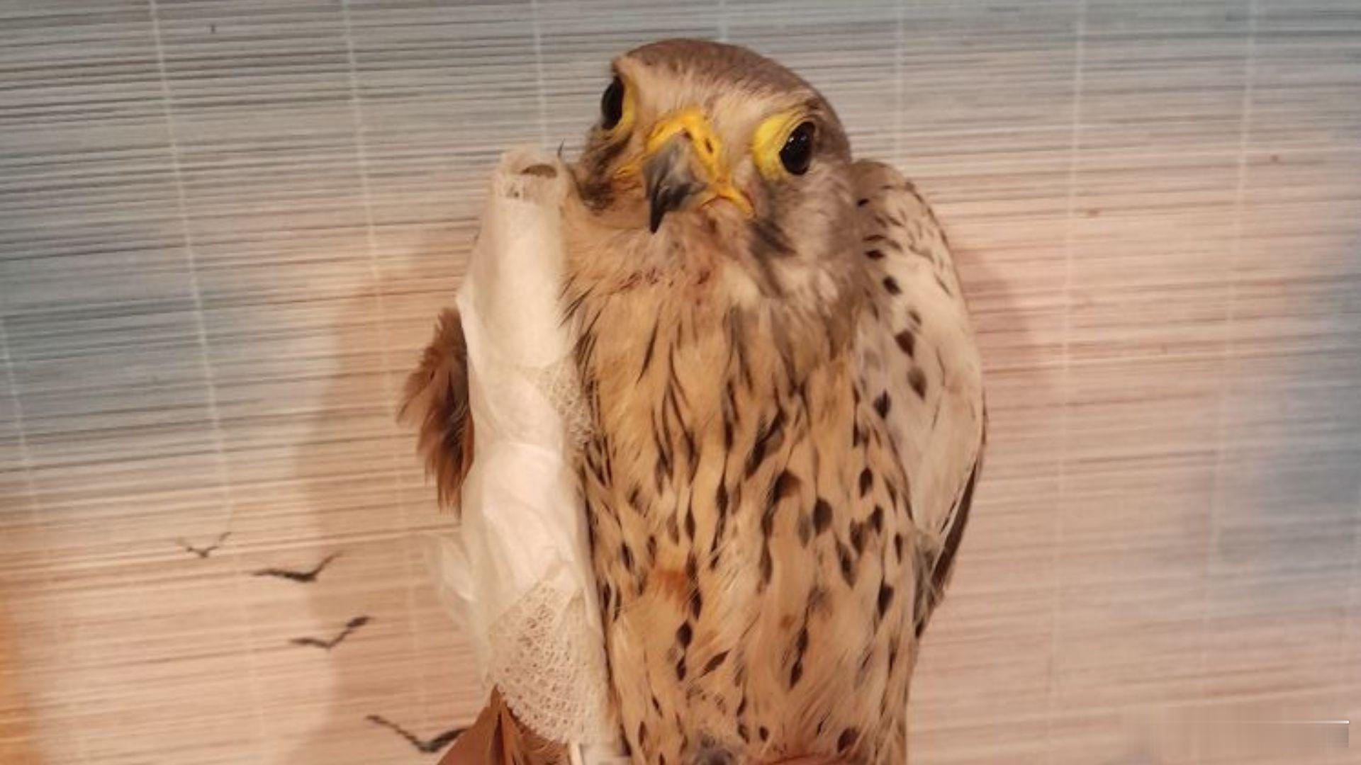 攻击一架俄罗斯无人机的鸟在第聂伯罗市成功接受了手术。一只名叫Shrike（百舌鸟