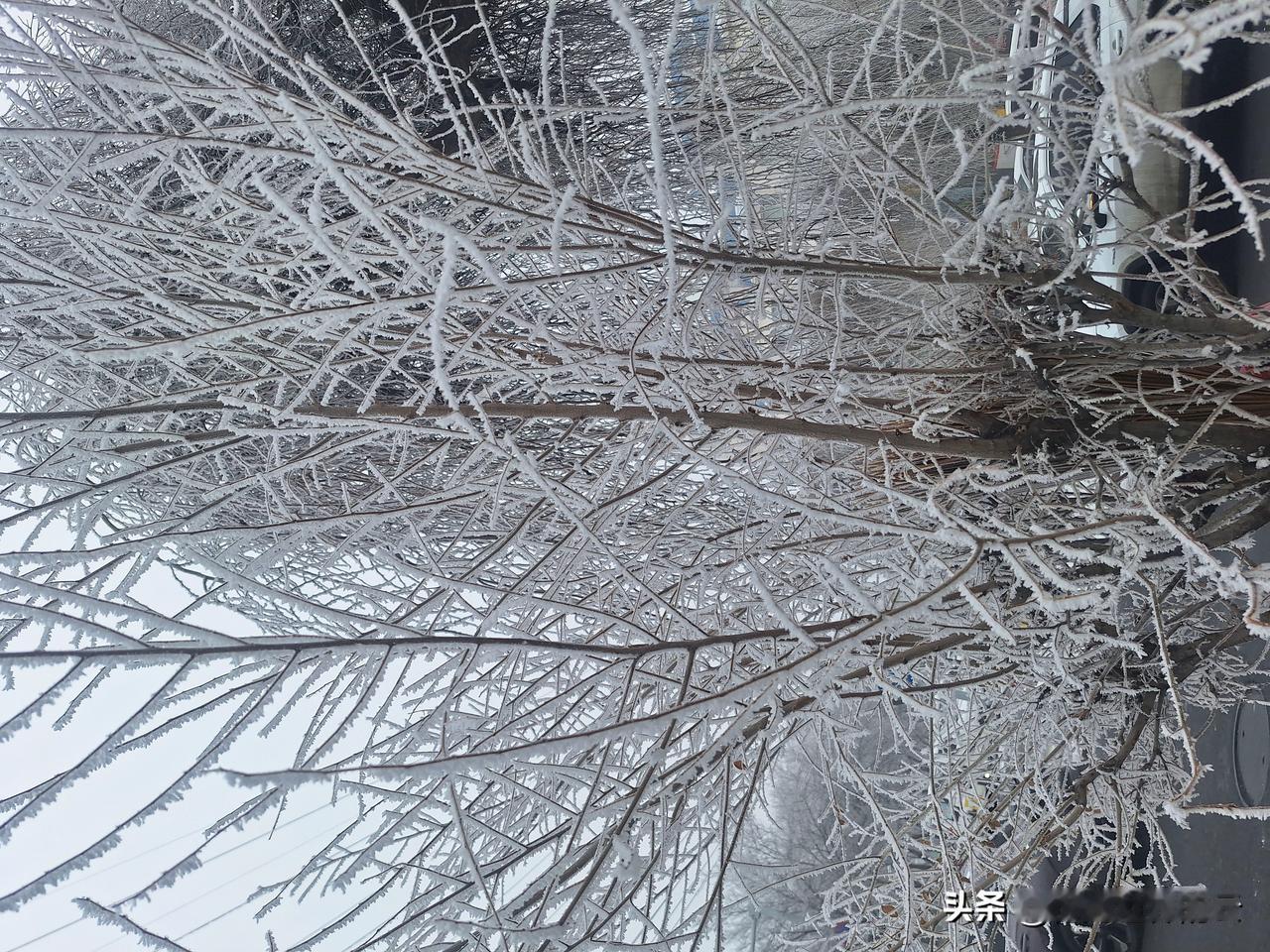 美轮美奂的雾凇，感觉这就是隋炀帝冒险去扬州看的“琼花”，结果江山变成他表侄兼女婿