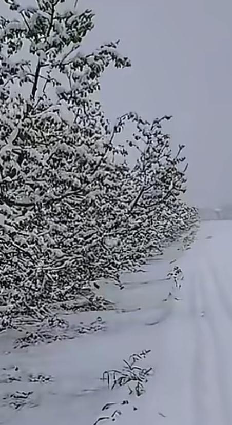 暴雪！暴雪！！旬邑暴雪！！！
今日一早，陕西咸阳北部的旬邑、彬州、长武等县市竟然