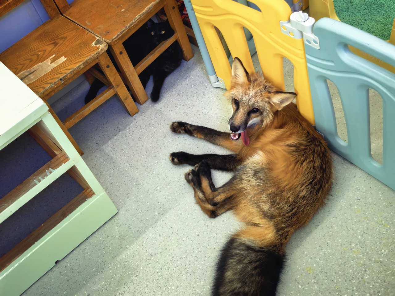 【丑犬科】展示猪肝 
