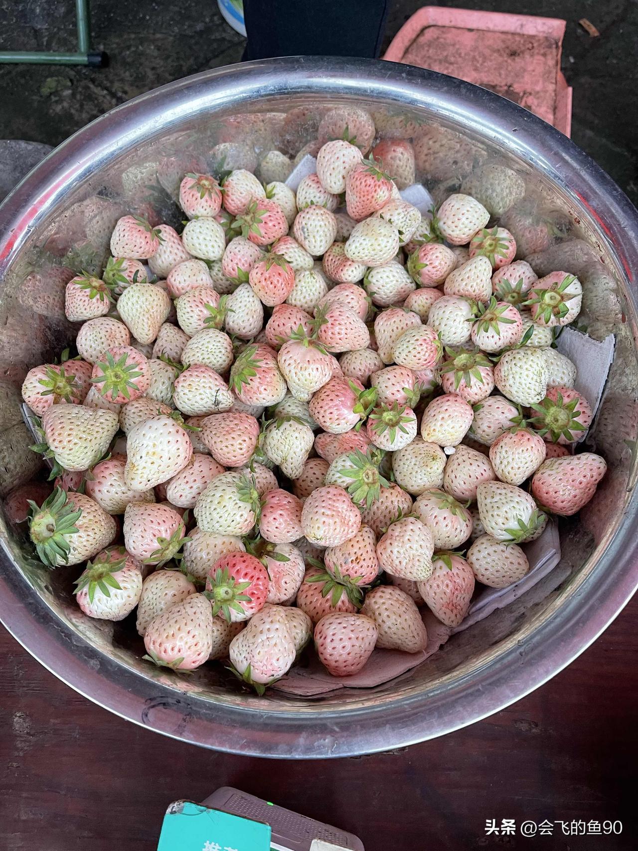 晒图笔记大赛今年的草莓太便宜，白色往年都要二十多，今年只要十元，这一盆我都端走！