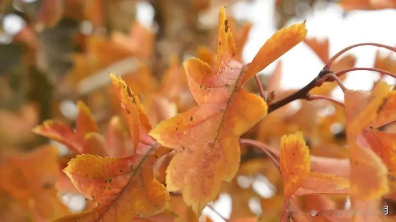 看到“秋雨染红山叶醉”这个上联，意境超美，仿佛一幅秋景图就在眼前。我试着对个下联