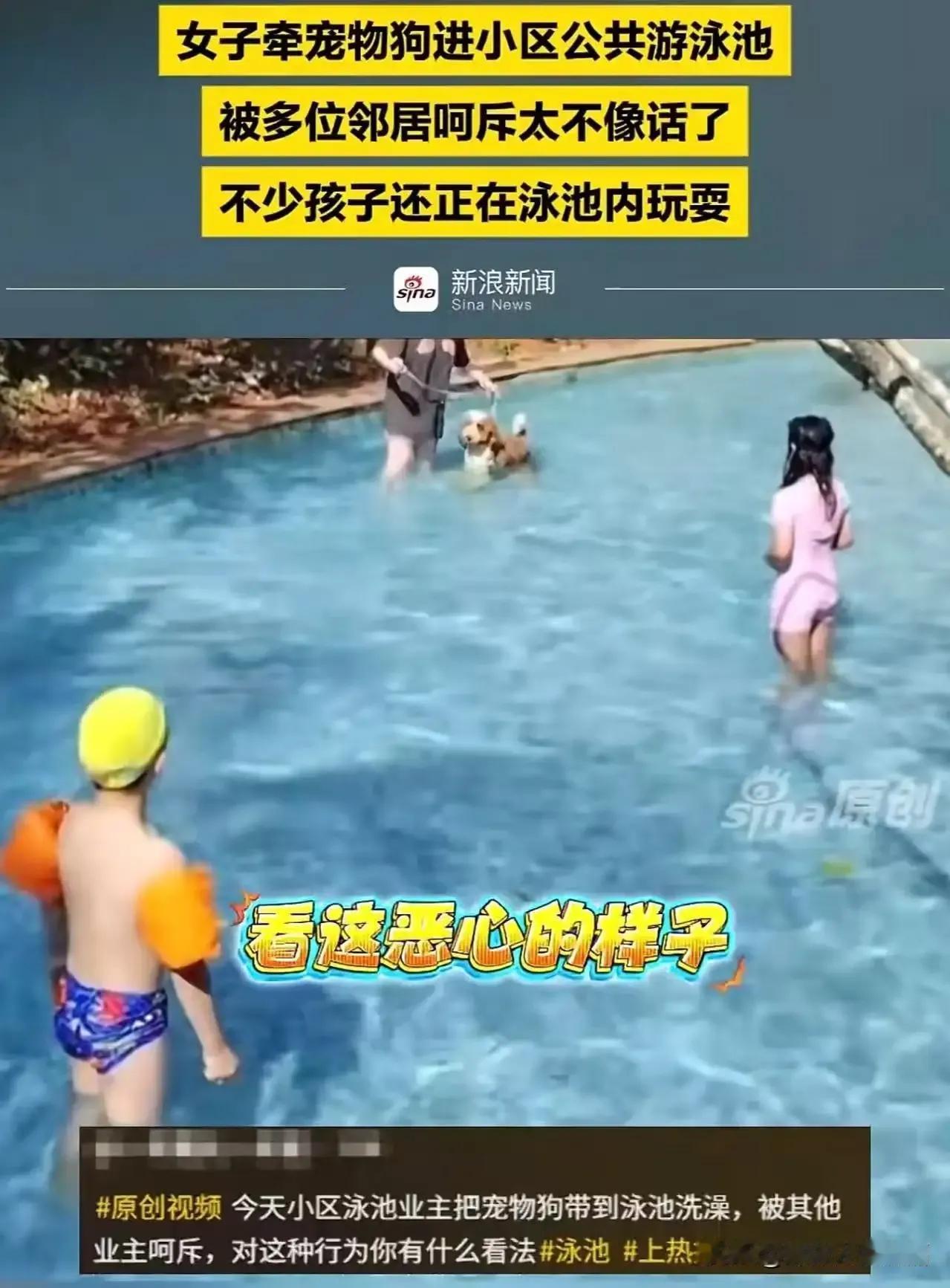三亚一女子带狗进小区泳池洗澡，引发邻居们集体怒斥，这究竟是怎么回事？难道带狗进泳