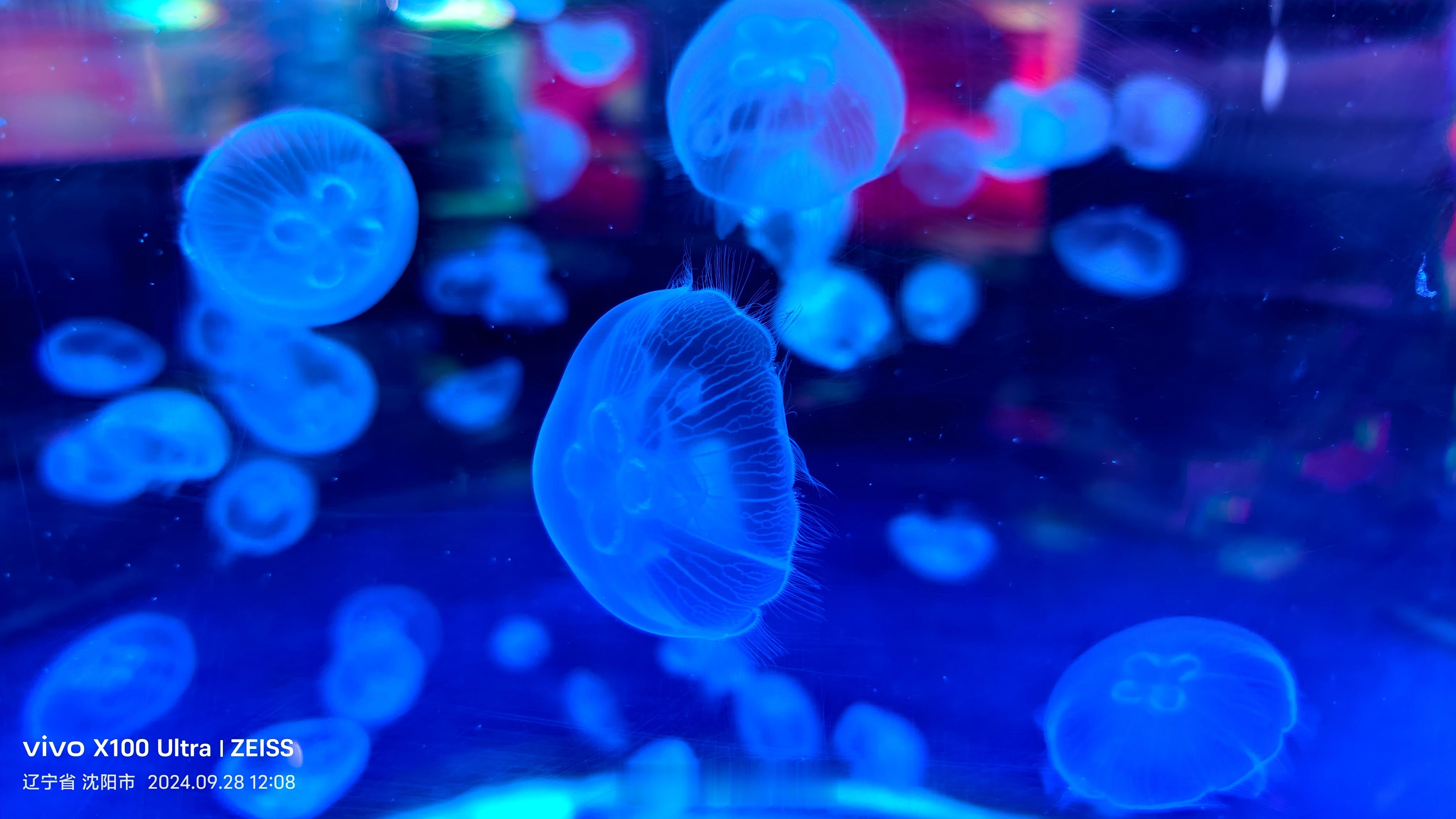 陪伴孩子探索海洋，也是一场双向的成长。在水族馆里，孩子好奇打量水母、海豹、各色游
