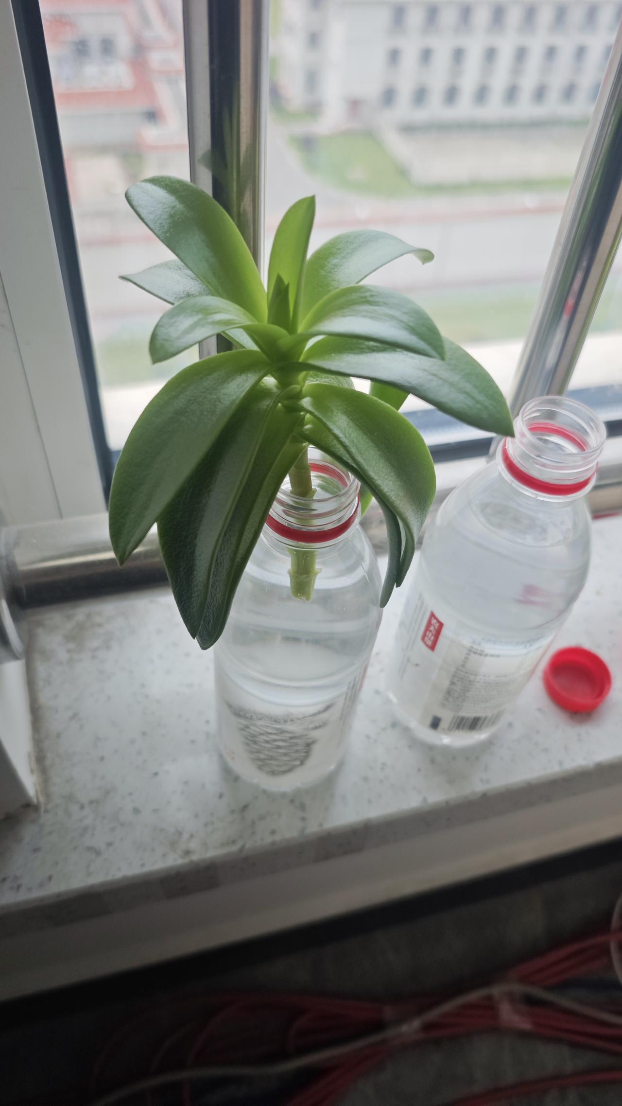 回忆少年时对足球的热爱

初中的时候有甲A联赛了，当时隔三差五看几场济南泰山将军