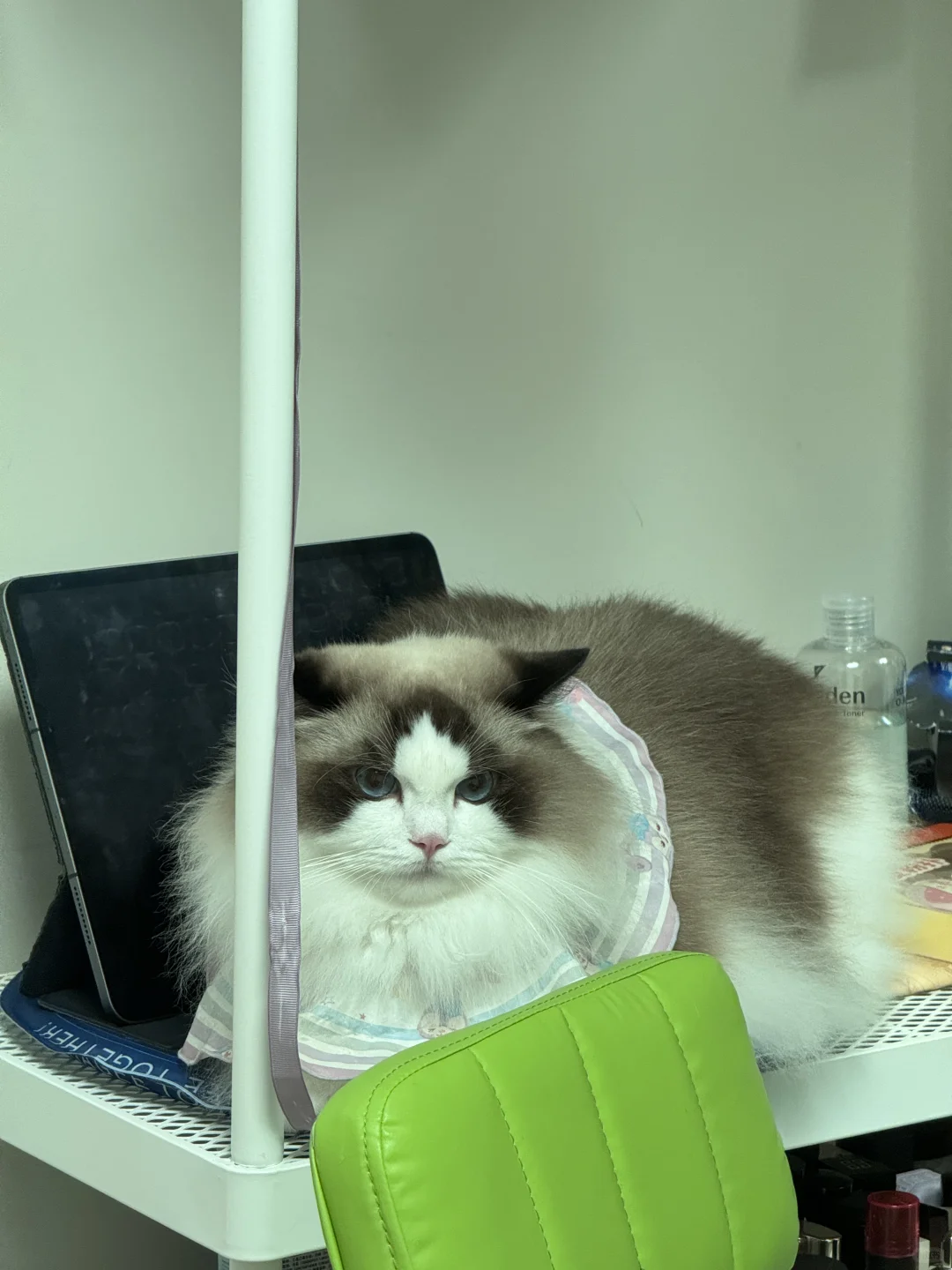 精神小猫