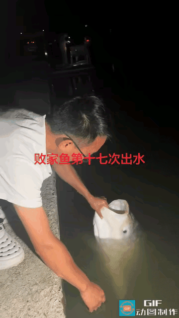 60斤大鱼被钓17次，老板取名败家鱼
 
笑不活了！浙江一家钓鱼园里，有一条60