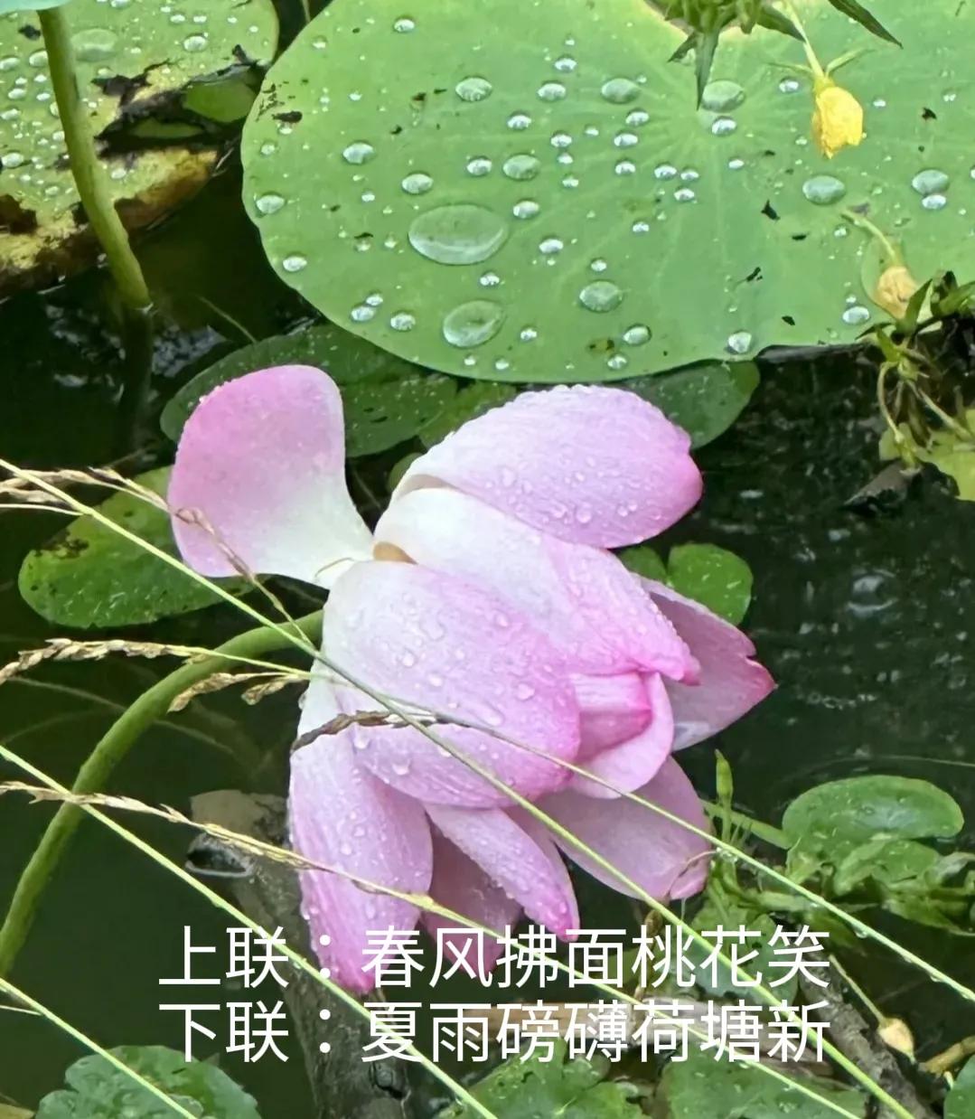 上联：春风拂面桃花笑，
下联：夏雨磅礴荷塘新。
上联“春风拂面桃花笑”描绘了春天