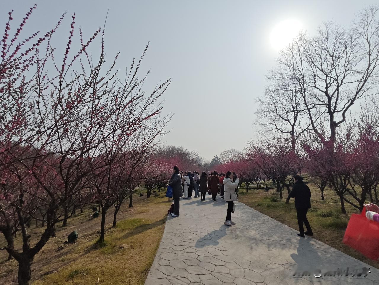 逛瘦西湖，是经常的活动。园内的景点，可谓烂熟于心。看梅花，每年扬州人初春的嘉年华