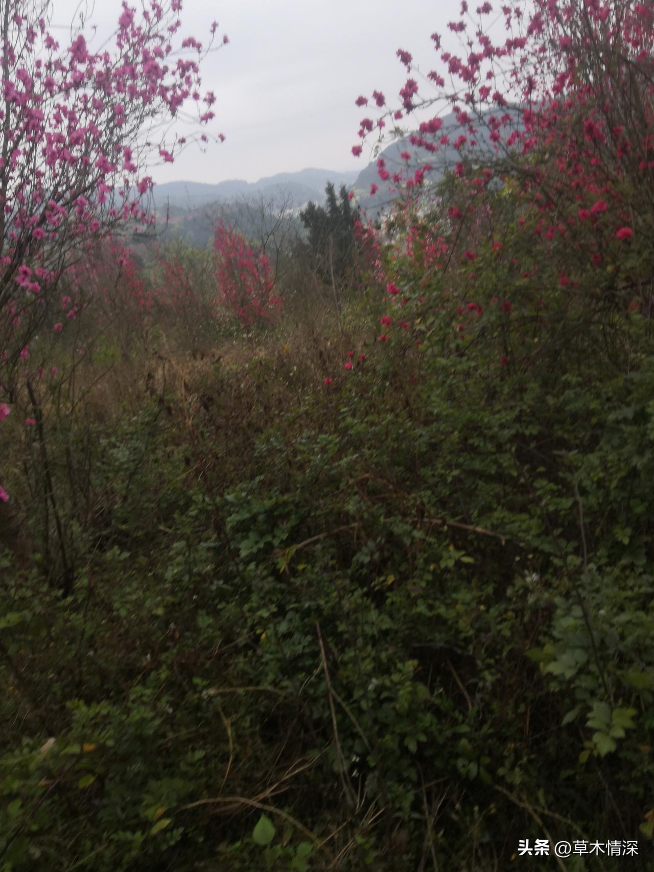 今日赏花，随手拍。这是一张家乡的照片，很美的农村景色，那阳春3月来到家乡，享受桃