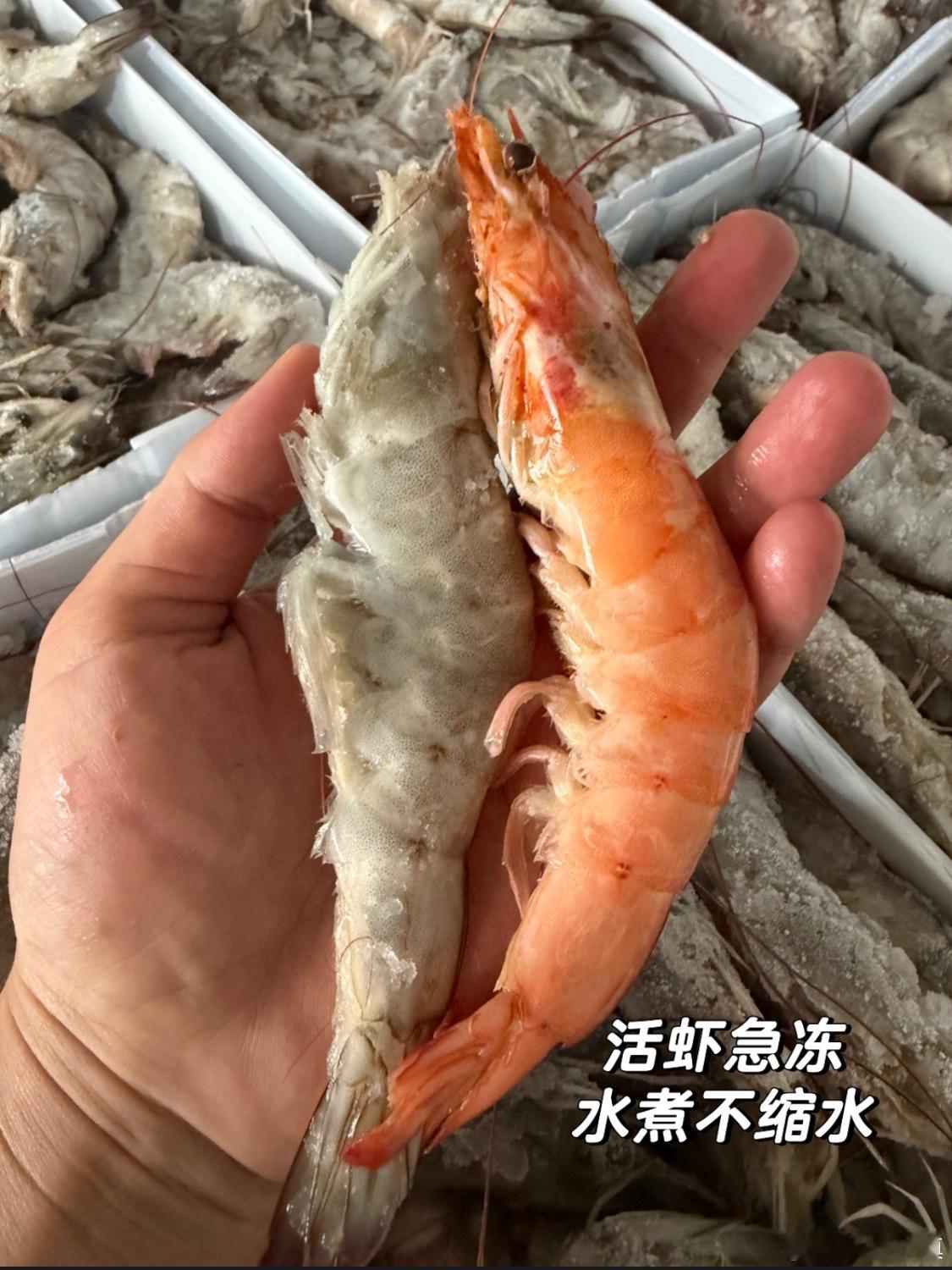 水煮不缩水，2030大虾鲜到上头🦐囤货清单里必须有这款大虾！个头实打实够大活虾