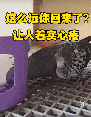 哎呦，胃口嗉囊都破透了，赶紧消毒缝合啊。好可怜，这是被猛禽给袭击了，能回来真是命