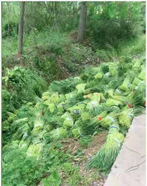 完整榜单来了！蒜薹滞销，蒜农倒贴钱送货，这背后的故事你绝对想不到！

眼下正是蒜