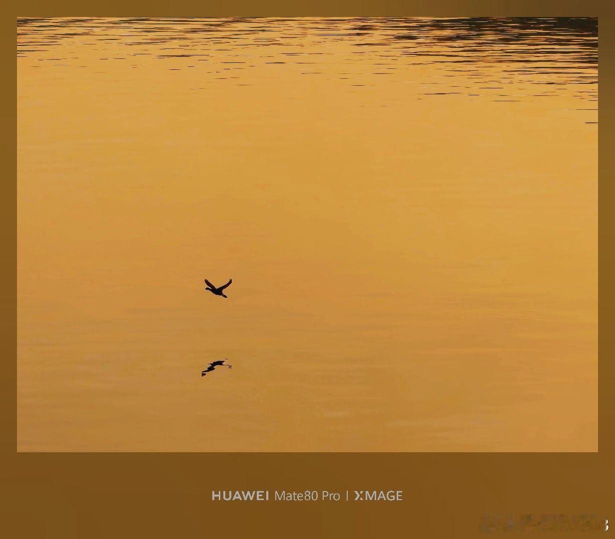追了一场日落，也定格了水鸟与光影的相遇。当它掠过金色湖面时，翅膀、倒影与波光，构