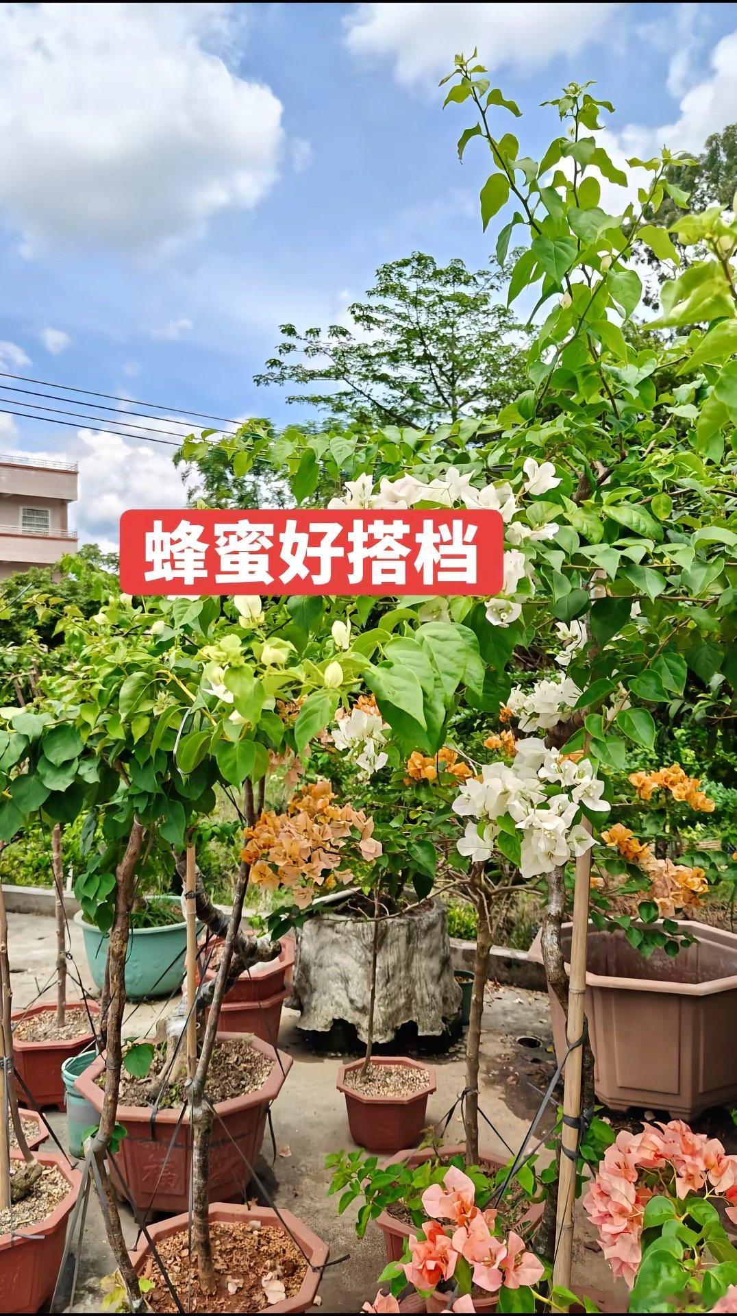 伦敦世乒赛女团决赛，中国队一度1-2落后。孙颖莎两度上场拿分，将比赛拖入决胜局；