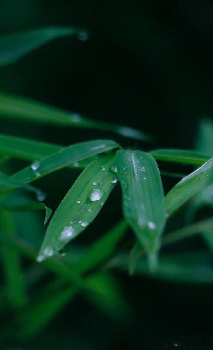 竹叶#每天一味中草药# ​​​竹叶性寒微淡，善清心火而除烦、促进睡眠。观察竹叶的