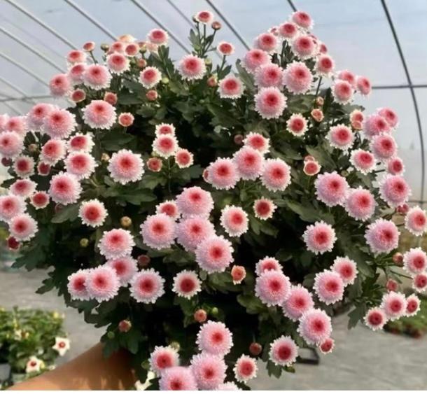 早上9:30到3:30，终于忙完洗干净了。之前修过残花的朱玉之卵，半年没修剪，疯