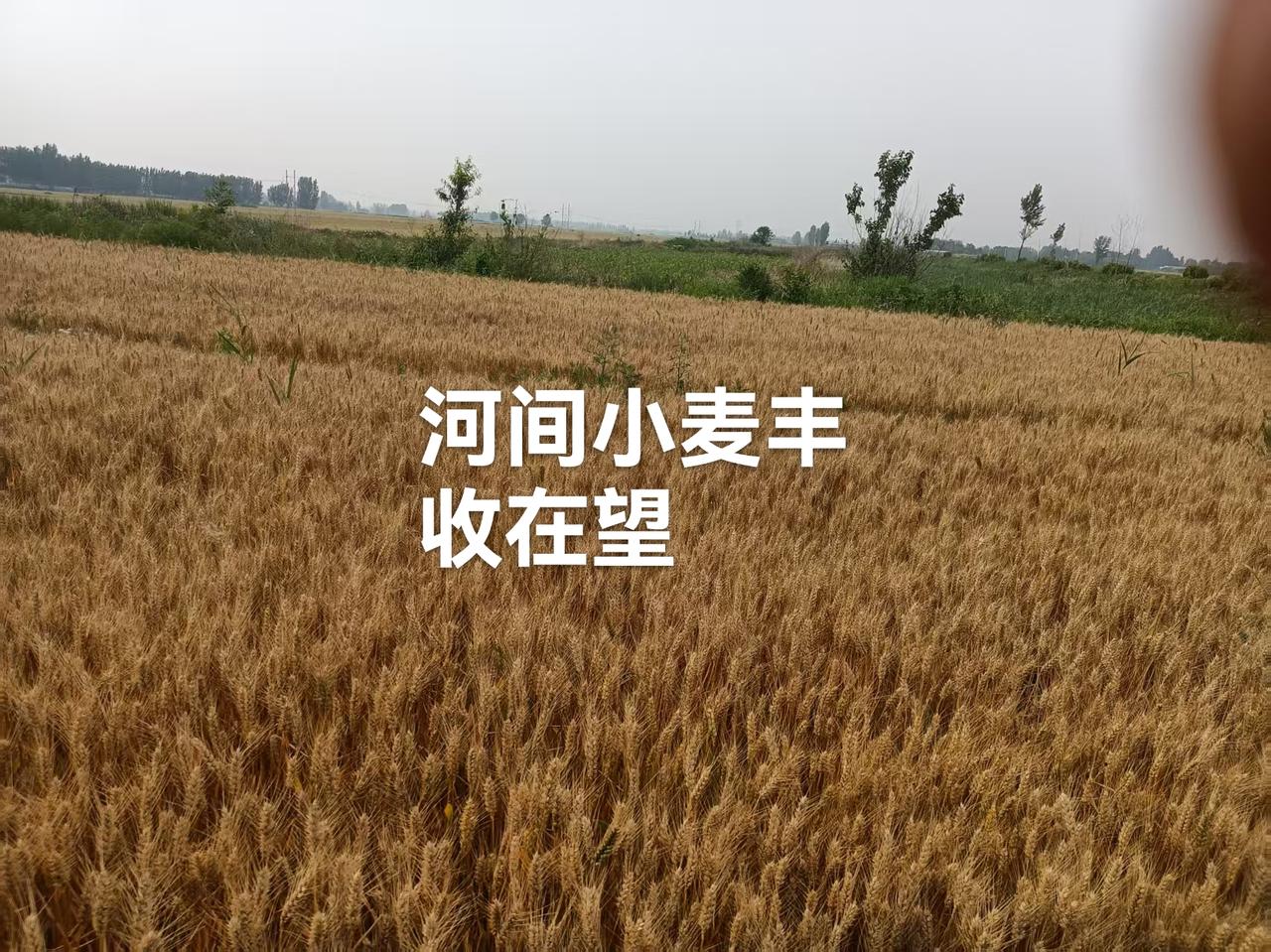 我在手机上看到我们河间周边，有的地方下了雹子，我们河间就下了点小雨，算是躲过了一