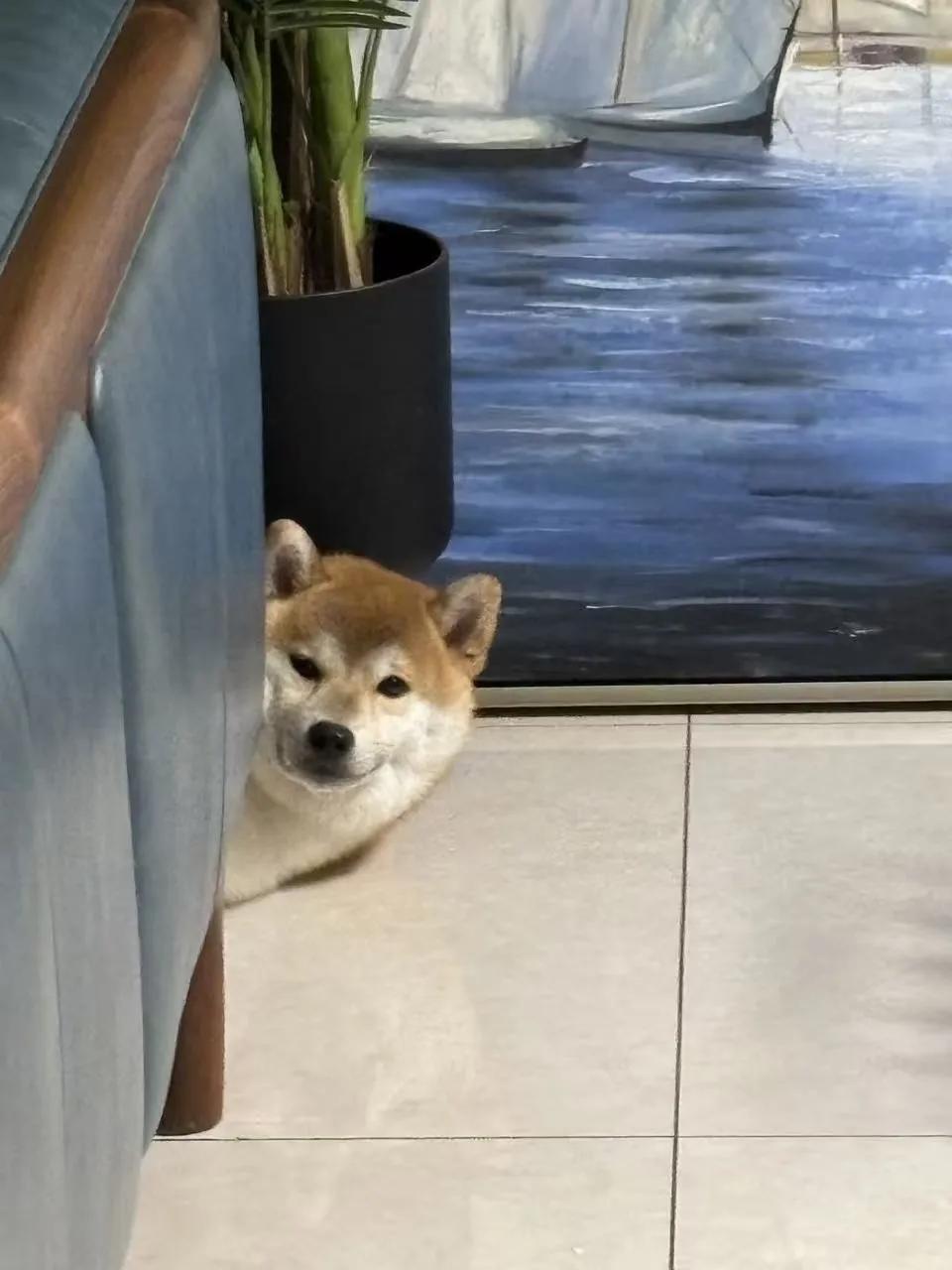 正值中日关系剑披驽张的时候，这种紧张的关系仅然波及到我家里了。
    起因是我