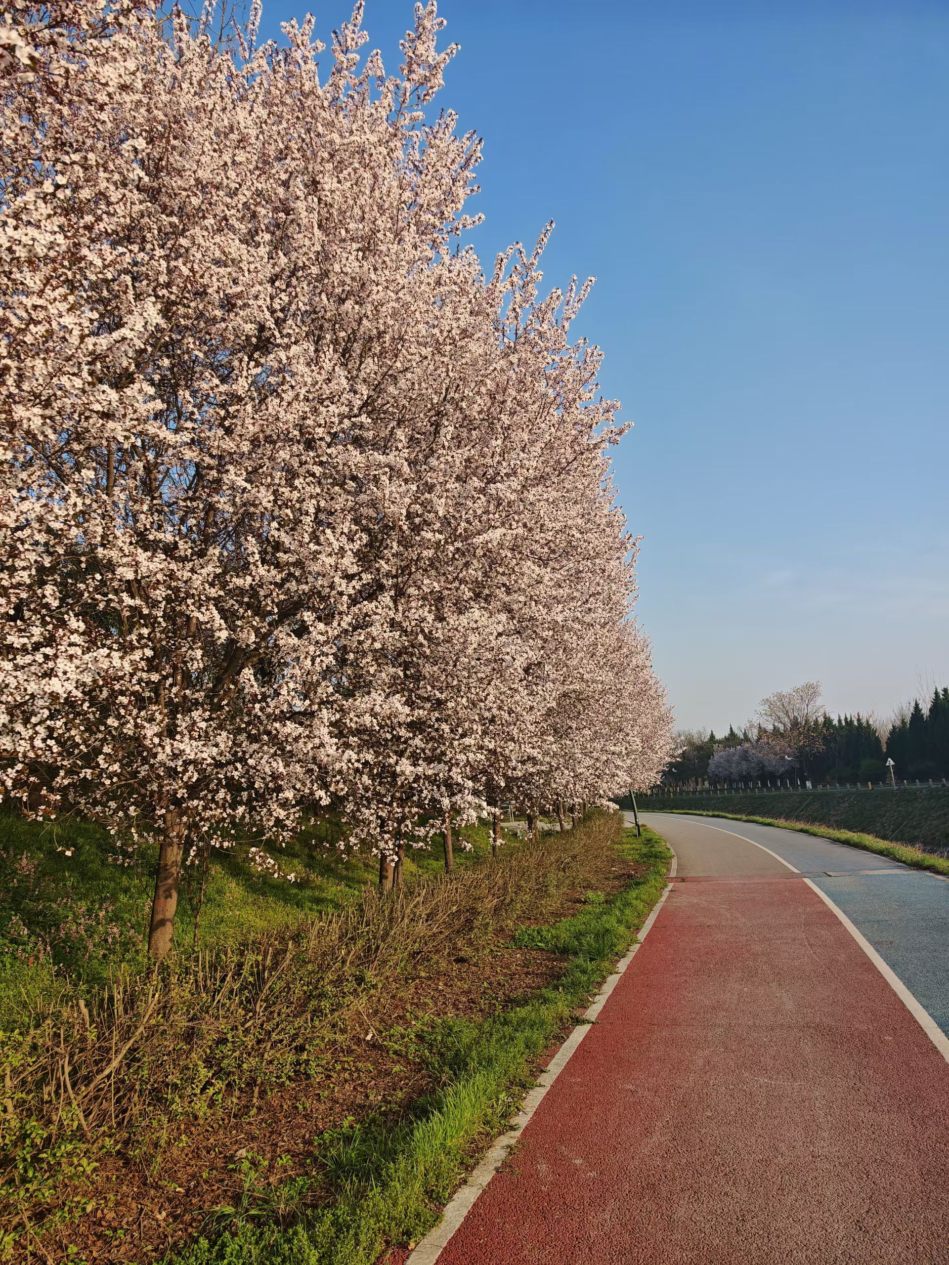 渭河之滨的花，都盛开了车轮上的世界