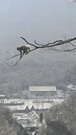 猴不恐高，鱼不怕水，人不惧啥？