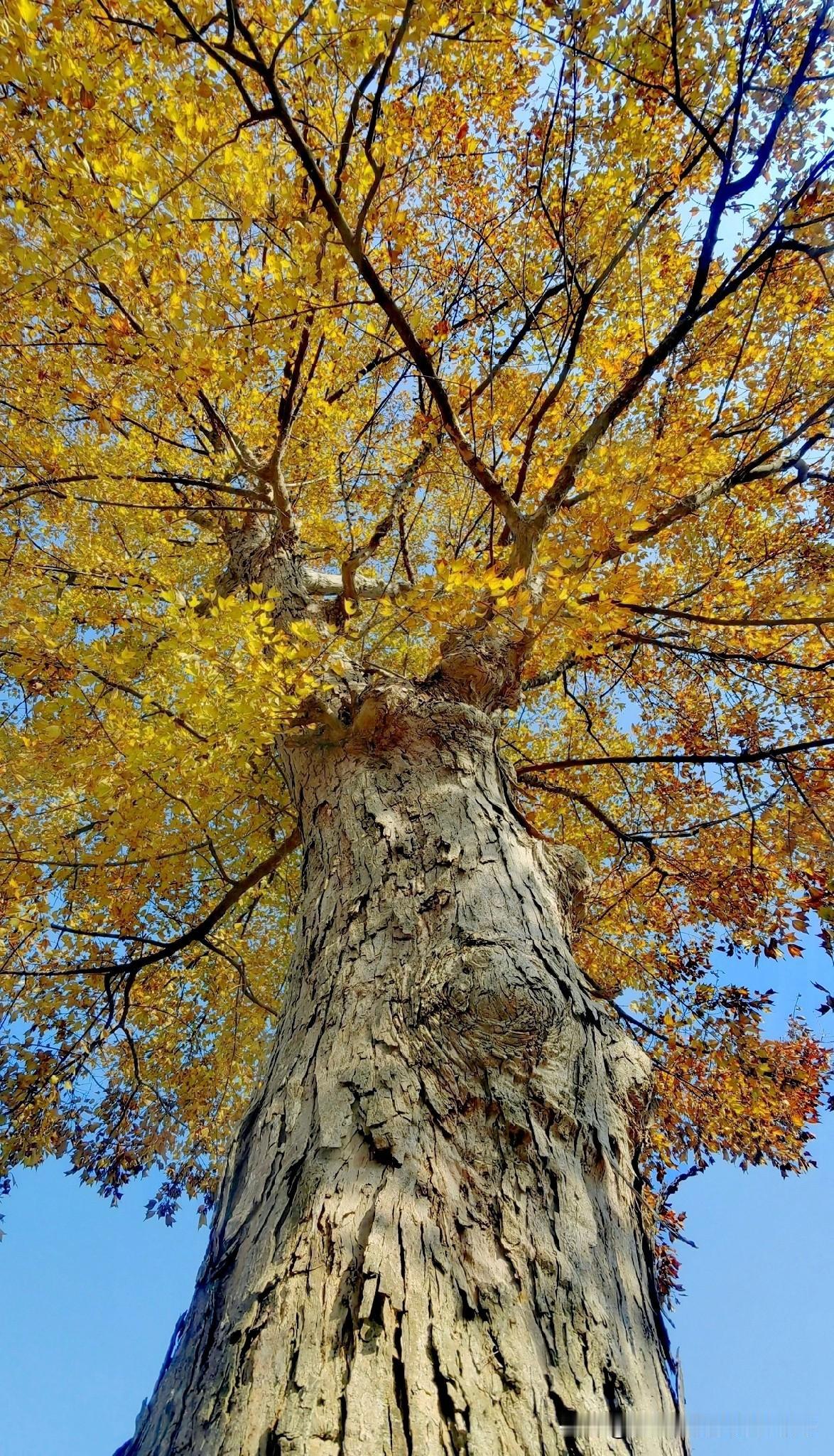 展示你拍的树木照片