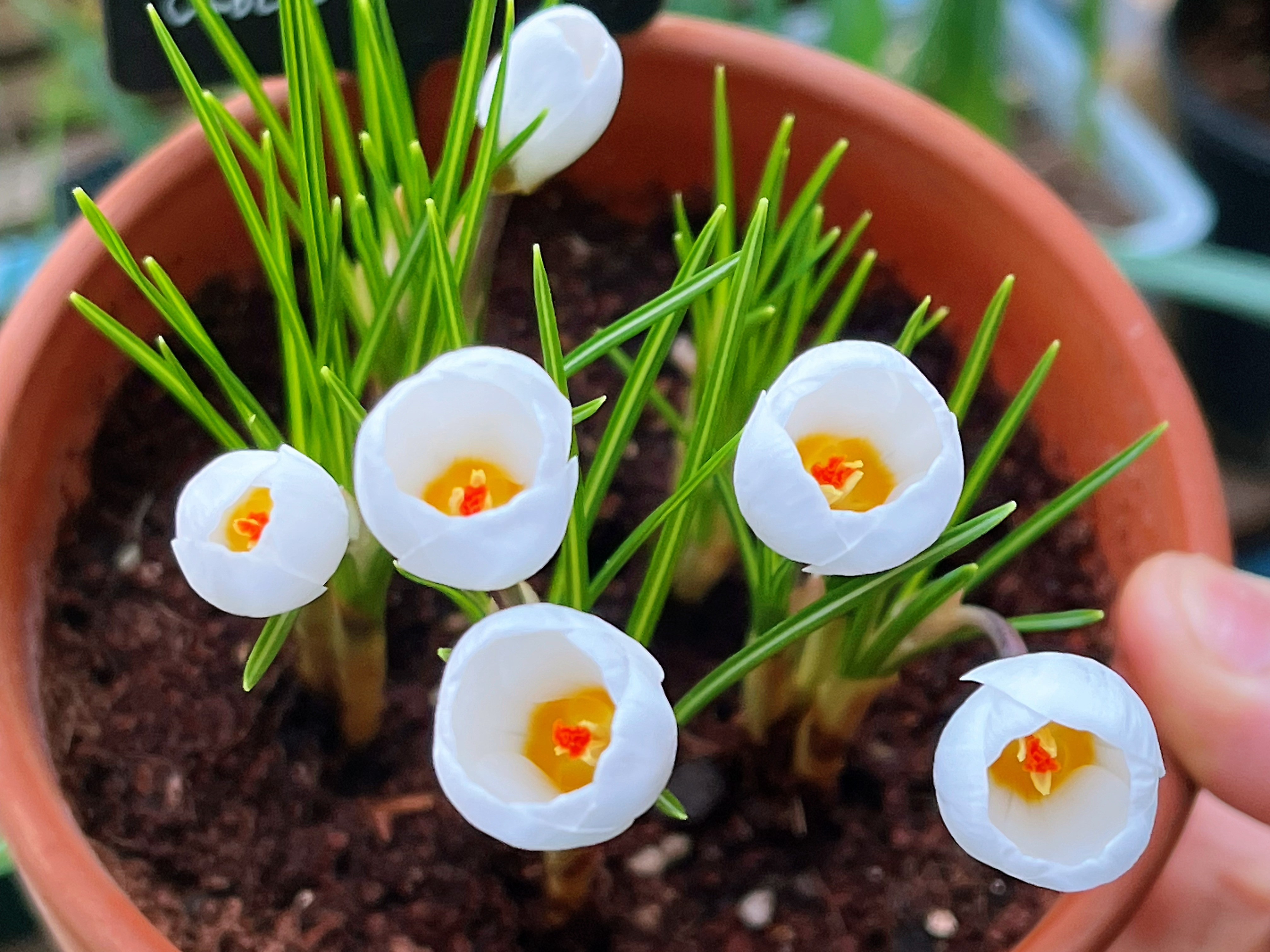 【以撒小花园 番红花 北极熊🐻❄️🐻❄️】Crocus sativus今日新