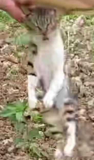 50583【丑猫】顶级丑猫 