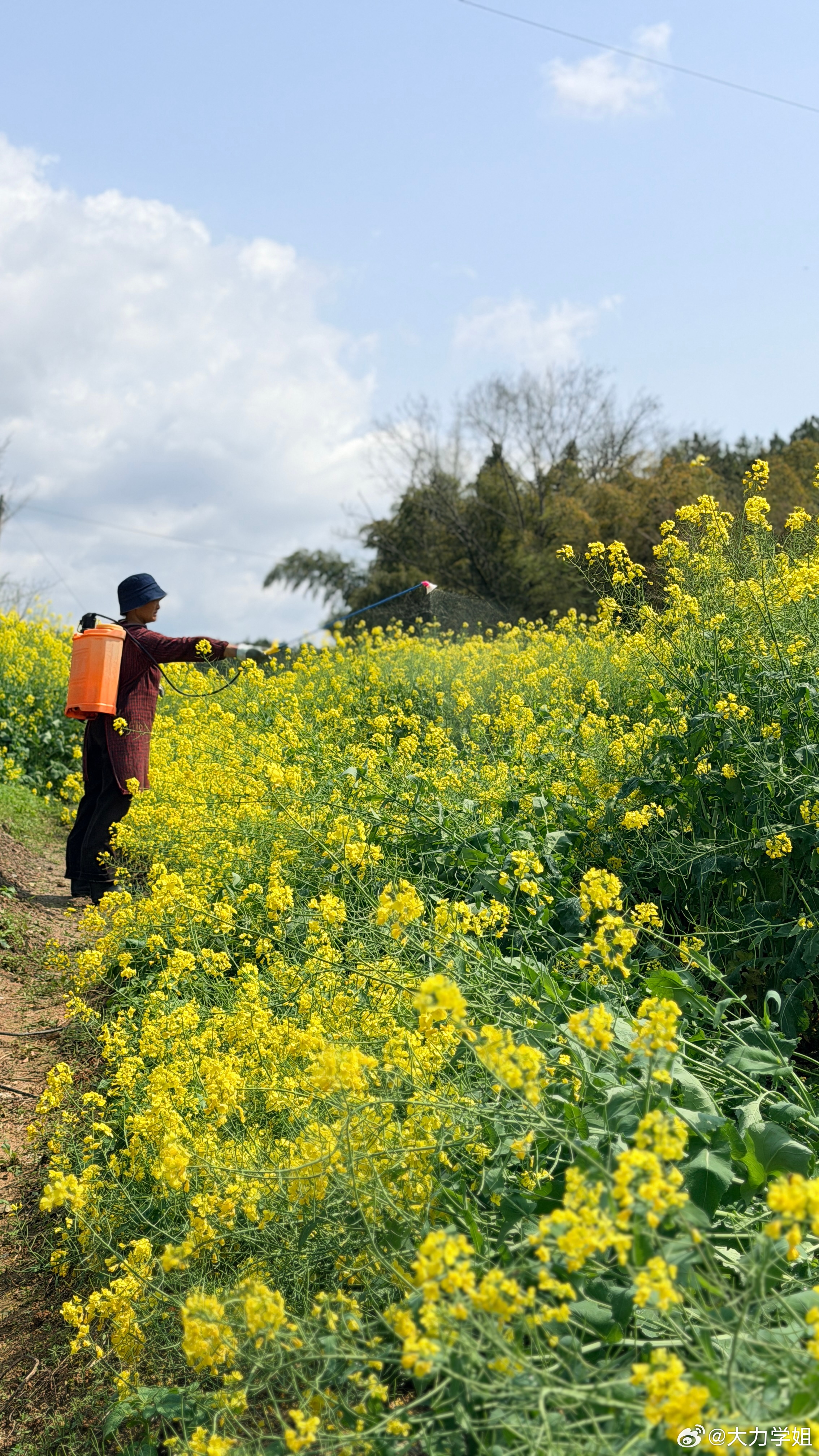 安徽首个春假羡慕都说累了如果我们大人也能拥有3天的春假就好了~路边看到的油菜花随