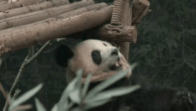 园润此刻的嘴里是不是在说：走过路过，千万不要错过！本小狗打扮就绪，要拍的抓紧时间