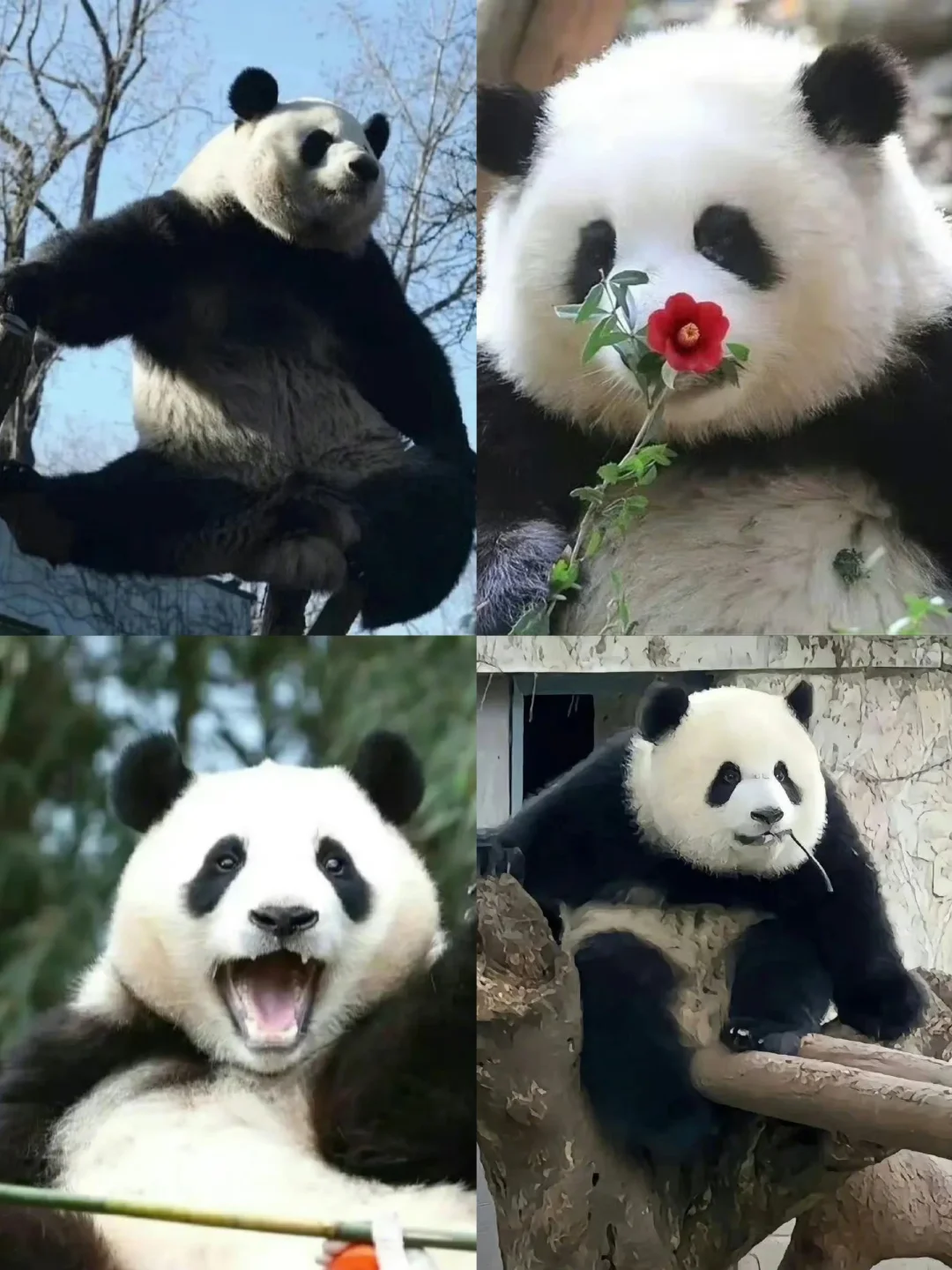 每只🐼最具代表性的照片 ​都认识吗